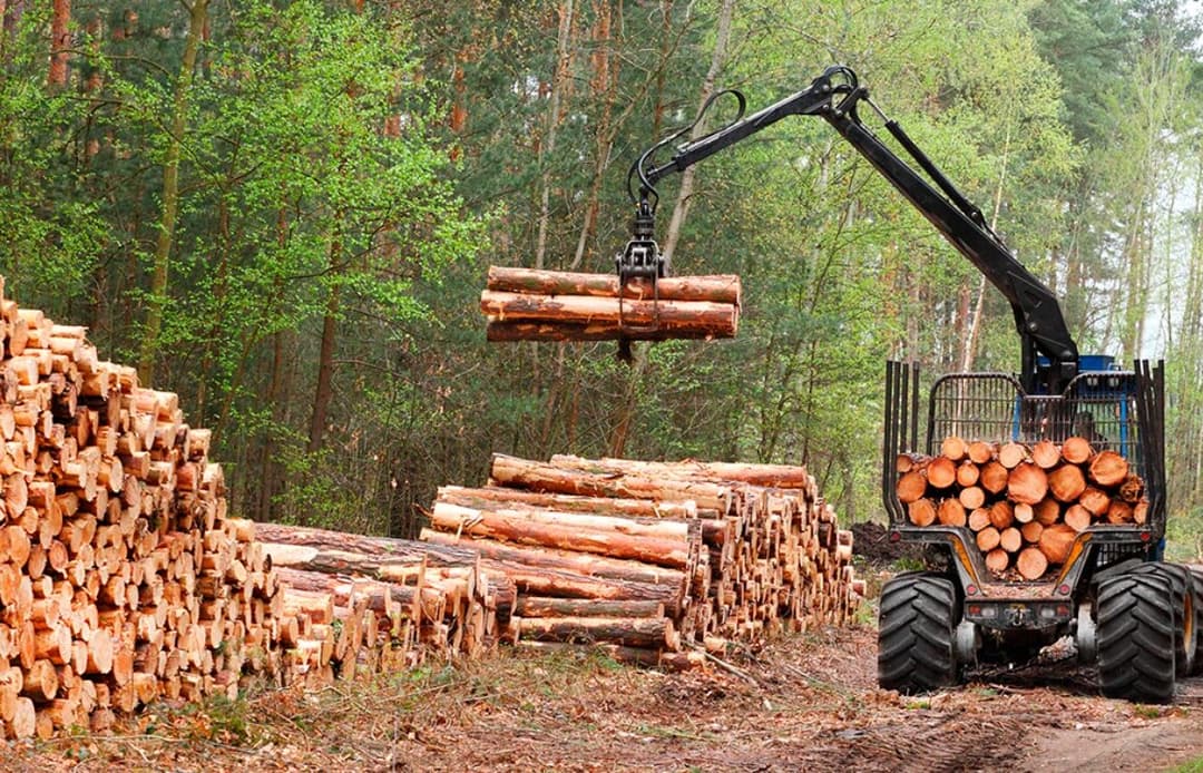 Detalle Bosque Nativo